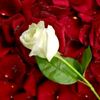 happysandhu3980