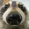 notveryleafy
