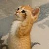 davidi_456