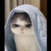 shee_551