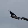 whyalway10