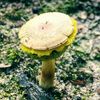 calvin_cordyceps