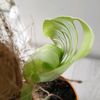 foris.houseplants