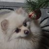 maks_cameron