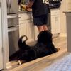 bernesepupssss