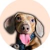 Dante_thewienerdog