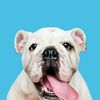 secretbulldog