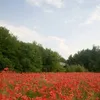 tinameier14