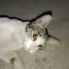 sskurt_
