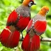 islamicjohirul7