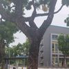 treesandsnature