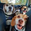 clubbeagle