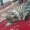 alex_riskov