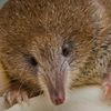 beady_eyes_of_a_shrew