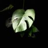npcuong1011