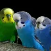 dithisi