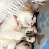 catladydream