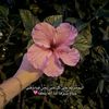 mariamelmhalawy5
