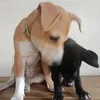 cookies_and_dale