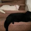 yingyangcatz