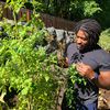 blackguygardens