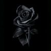 mawar_hitam0101