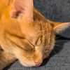 catsandcuddles94