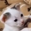 ogsmol