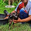 cjdw_farm_jombang