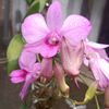 diahagustiningtias