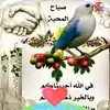 hassan7481054970503