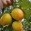 thanhthu23450