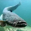 pesce.siluro355
