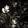 _ll268lo_