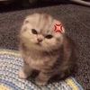 🍓🍰