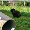 bramfokkers