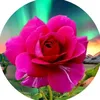 Наталья ❤️🌺