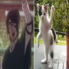 polinavitt