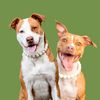 Honey & Xena