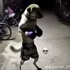 shaolin.matador.d076