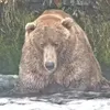beartoothed