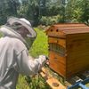 barnonebees