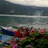 amany_506