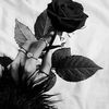 warda_00.00