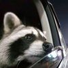 brianraccoon