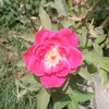 nazia.sarfraz2
