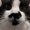 redmeds