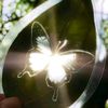 butterlight_