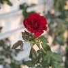 warda_alagori