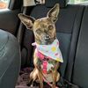 ears_up_brindle_pup